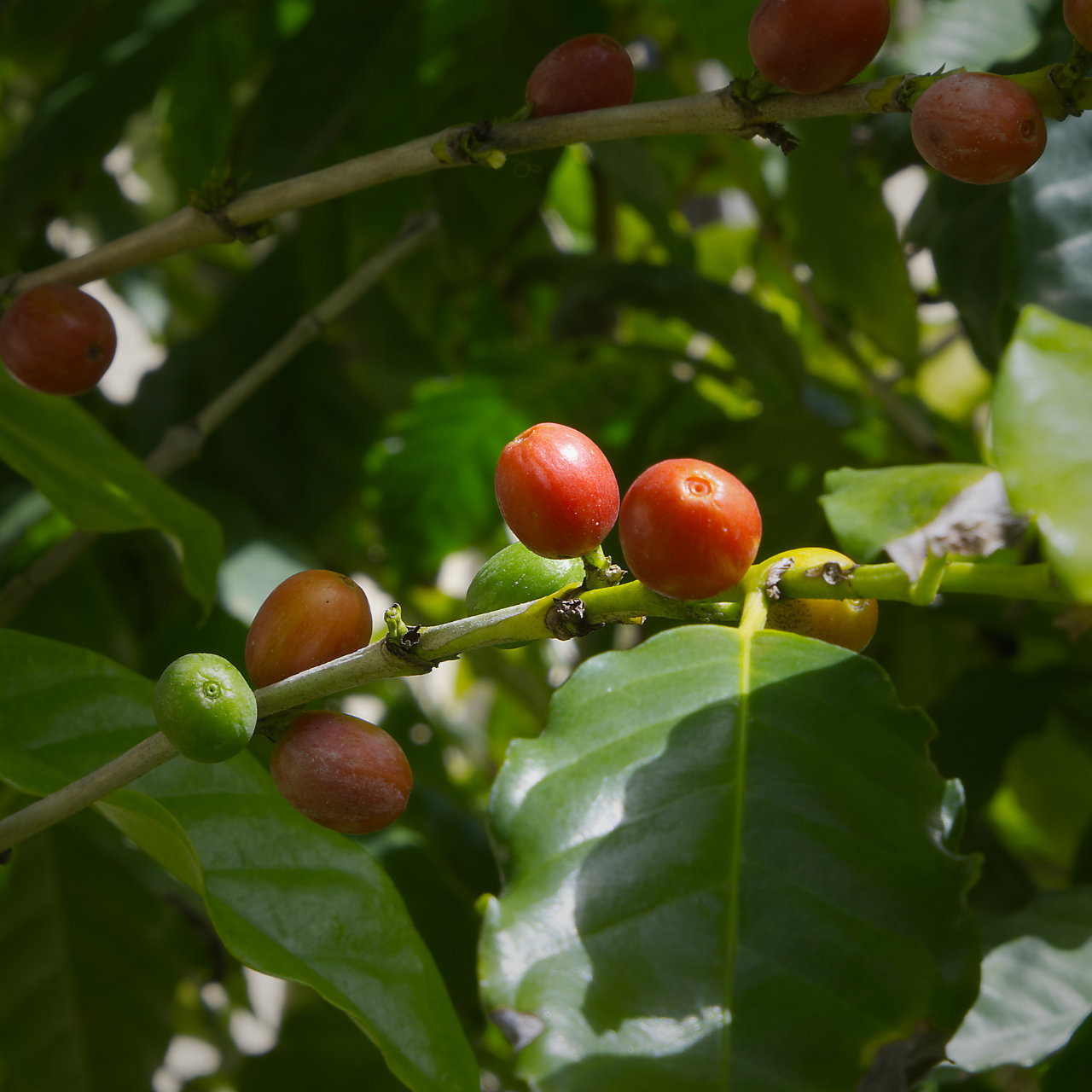 Coffee fruits